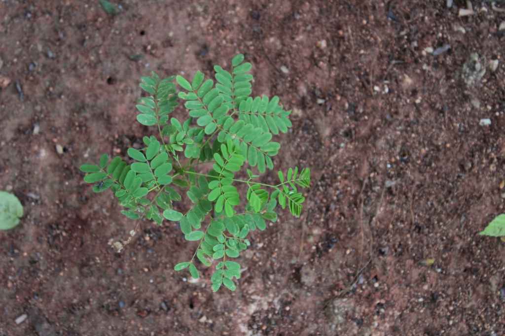 Leafy green plant growing in brown dirt, viewed from above