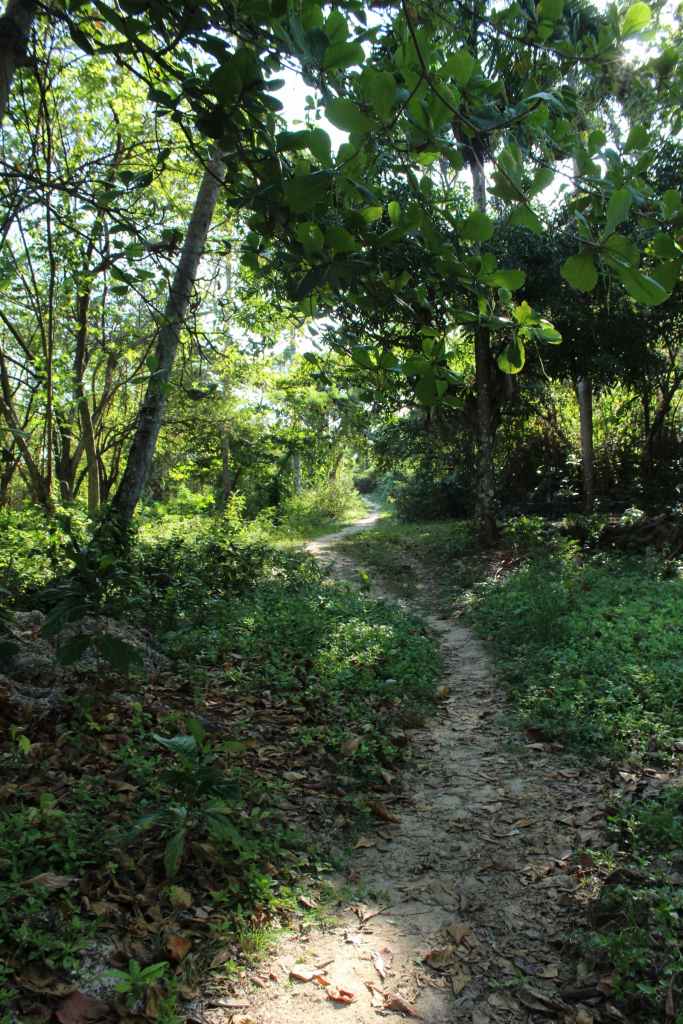 Narrow dirt path through green, shaded woods