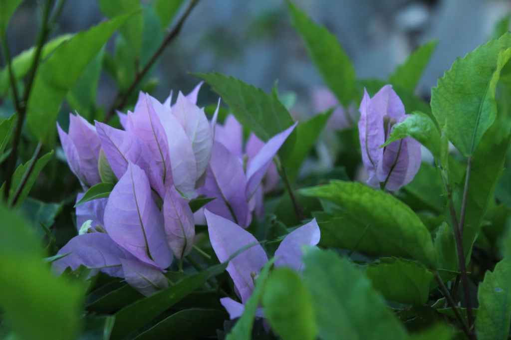Close up of purple flowers with green leaves