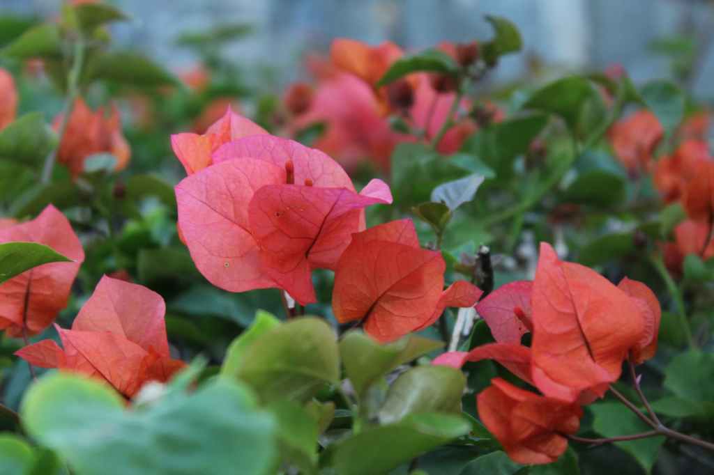 Red tropical flowers and green leaves