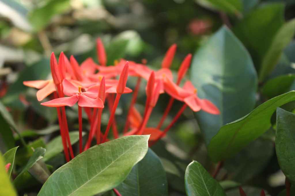 Close up of red flowers with green leaves