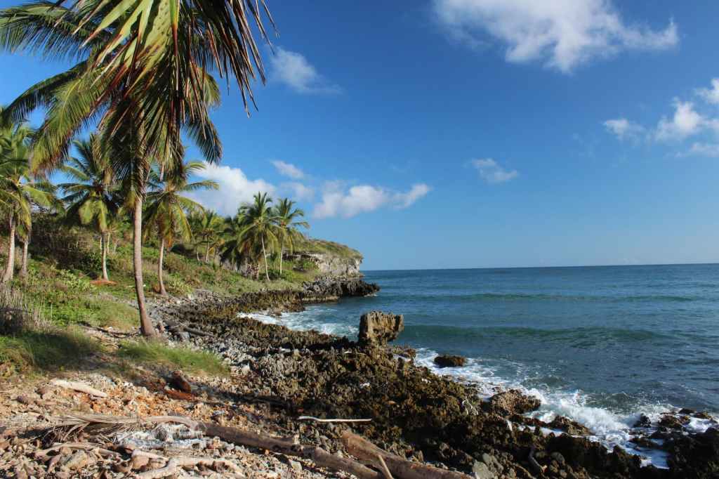 Rocky ocean coast with palm trees, blue sky, and waves washing ashore